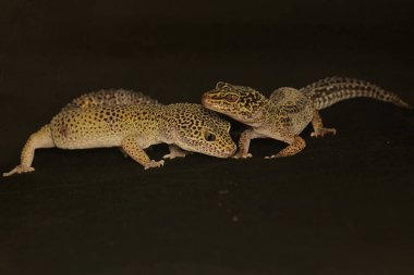 A pair of leopard geckos are getting ready to mate. This reptile has the scientific name Eublepharis macularius.