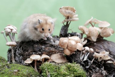 Suriyeli bir erkek hamster yosunlu zeminde yabani bir mantar yiyor. Bu kemirgenin bilimsel adı Mesocricetus auratus..