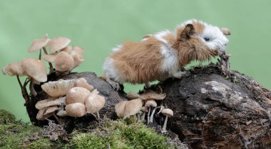 Genç bir kobay, yerde yosun ile kaplanmış bir mantar kolonisini yiyor. Bu kemirgen memelinin bilimsel adı Cavia Porcellus..