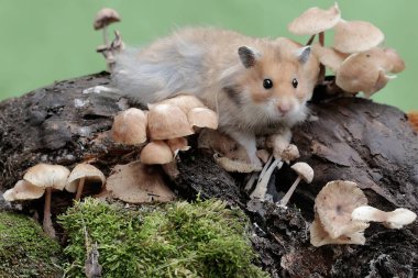 Suriyeli bir erkek hamster yosunlu zeminde yabani bir mantar yiyor. Bu kemirgenin bilimsel adı Mesocricetus auratus..