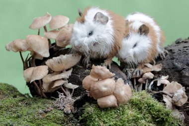 İki genç kobay mantar kolonileri yiyorlar ve bu koloniler yosun ile kaplanmış bir şekilde yerde yetişiyorlar. Bu kemirgen memelinin bilimsel adı Cavia Porcellus..