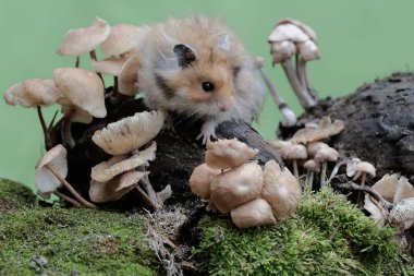 Suriyeli bir erkek hamster yosunlu zeminde yabani bir mantar yiyor. Bu kemirgenin bilimsel adı Mesocricetus auratus..