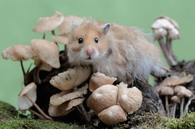 Suriyeli bir erkek hamster yosunlu zeminde yabani bir mantar yiyor. Bu kemirgenin bilimsel adı Mesocricetus auratus..