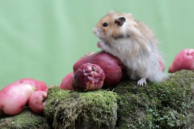 Bir erkek Suriyeli hamster yere düşen pembe bir Malay elmasını yiyor. Bu kemirgenin bilimsel adı Mesocricetus auratus..