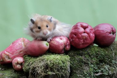 Bir erkek Suriyeli hamster yere düşen pembe bir Malay elmasını yiyor. Bu kemirgenin bilimsel adı Mesocricetus auratus..