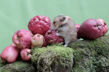 Dişi bir Suriyeli hamster yere düşen pembe bir Malay elmasını yiyor. Bu kemirgenin bilimsel adı Mesocricetus auratus..