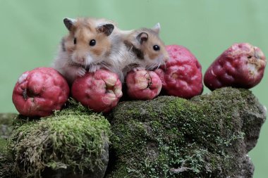 Bir çift Suriyeli hamster yere düşen pembe bir Malay elmasını yiyorlar. Bu kemirgenin bilimsel adı Mesocricetus auratus..