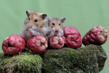 Bir çift Suriyeli hamster yere düşen pembe bir Malay elmasını yiyorlar. Bu kemirgenin bilimsel adı Mesocricetus auratus..