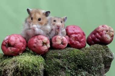 Bir çift Suriyeli hamster yere düşen pembe bir Malay elmasını yiyorlar. Bu kemirgenin bilimsel adı Mesocricetus auratus..
