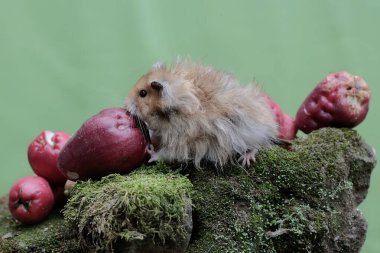 Bir erkek Suriyeli hamster yere düşen pembe bir Malay elmasını yiyor. Bu kemirgenin bilimsel adı Mesocricetus auratus..
