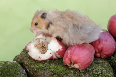 Bir erkek Suriyeli hamster yere düşen pembe bir Malay elmasını yiyor. Bu kemirgenin bilimsel adı Mesocricetus auratus..