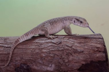 Bir Savannah monitörü günlük aktivitelerine başlamadan önce kuru bir ağaç gövdesinin üzerinde güneşleniyor. Afrika kıtasında doğal habitatı olan bu sürüngenin bilimsel adı Varanus exanthematicus..