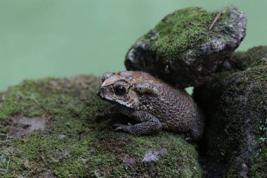 An Asian black-spined toad is looking for prey on a moss-covered rock. This rough-skinned amphibian has the scientific name Bufo melanostictus.