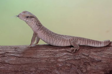 Bir Savannah monitörü günlük aktivitelerine başlamadan önce kuru bir ağaç gövdesinin üzerinde güneşleniyor. Afrika kıtasında doğal habitatı olan bu sürüngenin bilimsel adı Varanus exanthematicus..