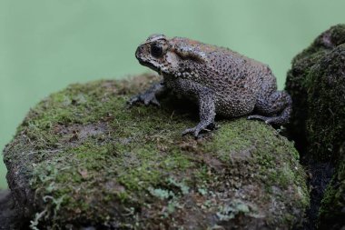 An Asian black-spined toad is looking for prey on a moss-covered rock. This rough-skinned amphibian has the scientific name Bufo melanostictus.