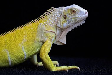 Sarı iguananın başı (iguana iguanası) güzel ve zarif görünüyor..