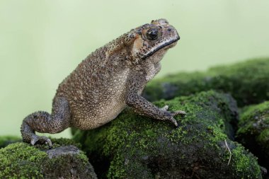 An Asian black-spined toad is looking for prey on a moss-covered rock. This rough-skinned amphibian has the scientific name Bufo melanostictus.