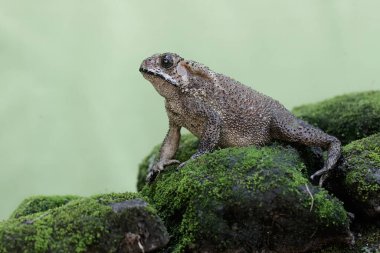 An Asian black-spined toad is looking for prey on a moss-covered rock. This rough-skinned amphibian has the scientific name Bufo melanostictus.