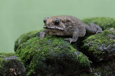 An Asian black-spined toad is looking for prey on a moss-covered rock. This rough-skinned amphibian has the scientific name Bufo melanostictus.