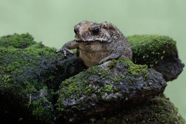 An Asian black-spined toad is looking for prey on a moss-covered rock. This rough-skinned amphibian has the scientific name Bufo melanostictus.