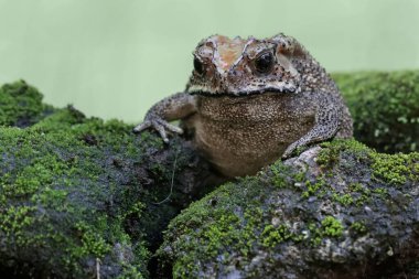 An Asian black-spined toad is looking for prey on a moss-covered rock. This rough-skinned amphibian has the scientific name Bufo melanostictus.