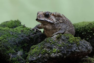 An Asian black-spined toad is looking for prey on a moss-covered rock. This rough-skinned amphibian has the scientific name Bufo melanostictus.