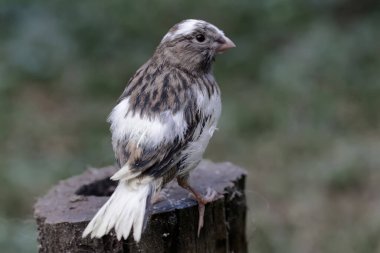 Kuru bir ağaç gövdesinde dinlenen bir kanarya kuşu. Bu kuşun bilimsel adı Serinus Canaria.