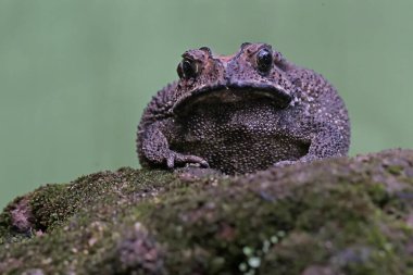 An Asian black-spined toad is looking for prey on a moss-covered rock. This rough-skinned amphibian has the scientific name Bufo melanostictus.