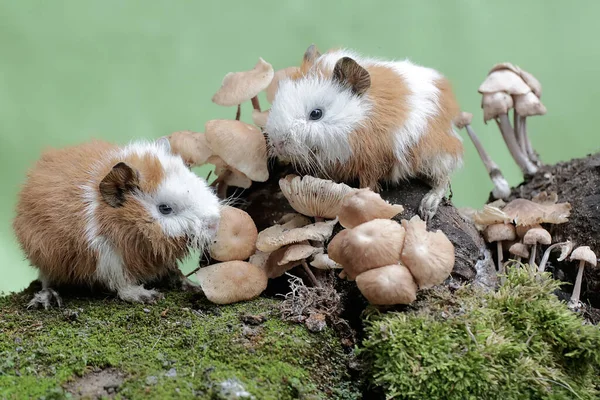 İki genç kobay mantar kolonileri yiyorlar ve bu koloniler yosun ile kaplanmış bir şekilde yerde yetişiyorlar. Bu kemirgen memelinin bilimsel adı Cavia Porcellus..
