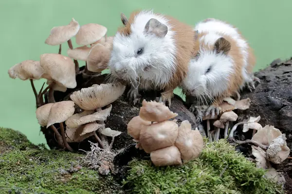 İki genç kobay mantar kolonileri yiyorlar ve bu koloniler yosun ile kaplanmış bir şekilde yerde yetişiyorlar. Bu kemirgen memelinin bilimsel adı Cavia Porcellus..