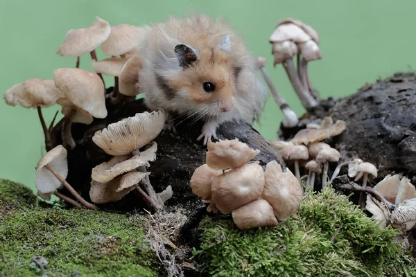 Suriyeli bir erkek hamster yosunlu zeminde yabani bir mantar yiyor. Bu kemirgenin bilimsel adı Mesocricetus auratus..