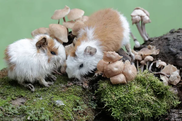 İki genç kobay mantar kolonileri yiyorlar ve bu koloniler yosun ile kaplanmış bir şekilde yerde yetişiyorlar. Bu kemirgen memelinin bilimsel adı Cavia Porcellus..