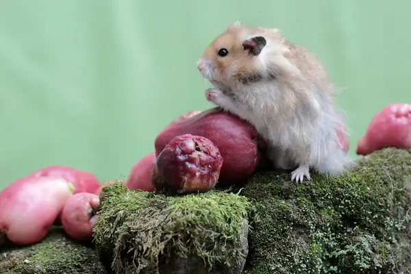 Bir erkek Suriyeli hamster yere düşen pembe bir Malay elmasını yiyor. Bu kemirgenin bilimsel adı Mesocricetus auratus..