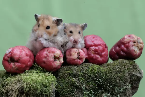 Bir çift Suriyeli hamster yere düşen pembe bir Malay elmasını yiyorlar. Bu kemirgenin bilimsel adı Mesocricetus auratus..