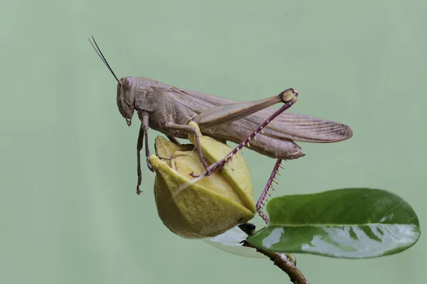 Mladý Kobylka Odpočívá Divoké Květině — Stock fotografie