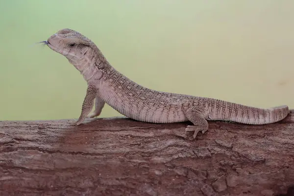 Bir Savannah monitörü günlük aktivitelerine başlamadan önce kuru bir ağaç gövdesinin üzerinde güneşleniyor. Afrika kıtasında doğal habitatı olan bu sürüngenin bilimsel adı Varanus exanthematicus..