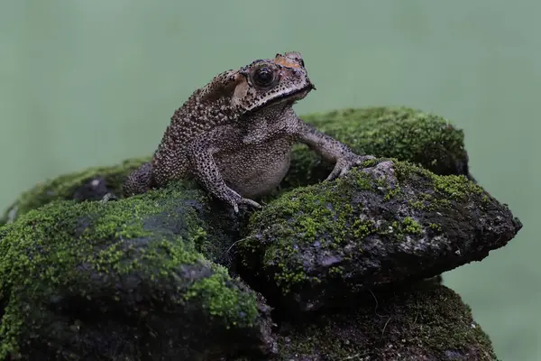 An Asian black-spined toad is looking for prey on a moss-covered rock. This rough-skinned amphibian has the scientific name Bufo melanostictus.