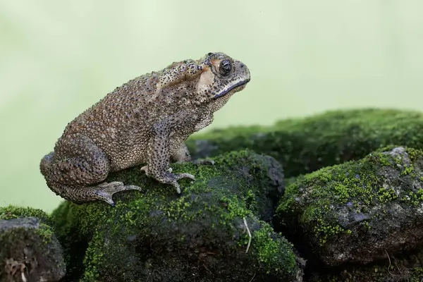 An Asian black-spined toad is looking for prey on a moss-covered rock. This rough-skinned amphibian has the scientific name Bufo melanostictus.