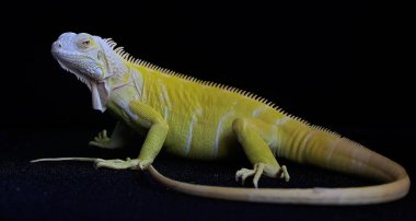 Zarif duruşu olan sarı bir iguana (iguana iguana). Siyah arkaplan üzerine seçici odak.