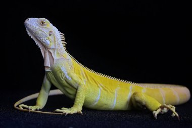 Zarif duruşu olan sarı bir iguana (iguana iguana). Siyah arkaplan üzerine seçici odak.