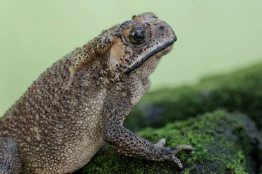 An Asian black-spined toad is looking for prey on a moss-covered rock. This rough-skinned amphibian has the scientific name Bufo melanostictus.
