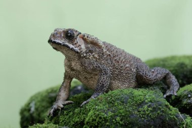 An Asian black-spined toad is looking for prey on a moss-covered rock. This rough-skinned amphibian has the scientific name Bufo melanostictus.
