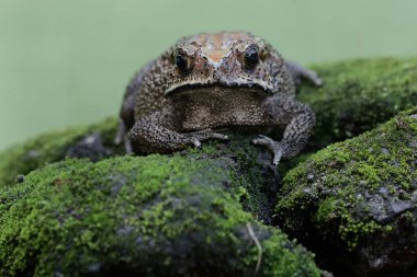 An Asian black-spined toad is looking for prey on a moss-covered rock. This rough-skinned amphibian has the scientific name Bufo melanostictus.