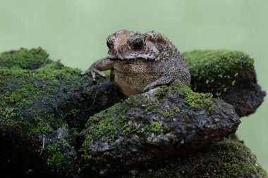 An Asian black-spined toad is looking for prey on a moss-covered rock. This rough-skinned amphibian has the scientific name Bufo melanostictus.
