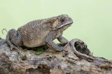 An Asian black-spined toad is looking for prey on a moss-covered rock. This rough-skinned amphibian has the scientific name Bufo melanostictus.