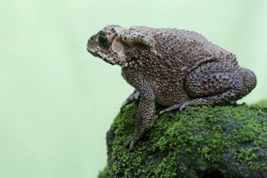 An Asian black-spined toad is looking for prey on a moss-covered rock. This rough-skinned amphibian has the scientific name Bufo melanostictus.