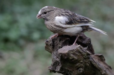 Kuru bir ağaç gövdesinde dinlenen bir kanarya kuşu. Bu kuşun bilimsel adı Serinus Canaria.