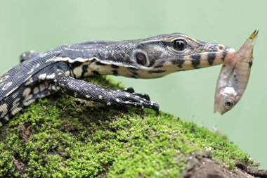 Genç bir kurtarıcı, yosun tutmuş bir kayanın üzerindeki küçük bir balığı avlıyor. Bu sürüngenin bilimsel adı Varanus kurtarıcıdır..
