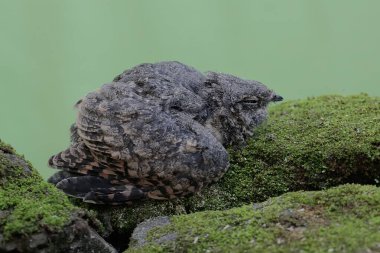 Yosun kaplı bir yerde dinlenen bir gece kavanozu. Bu kuşun bilimsel adı Caprimulgus affinis..