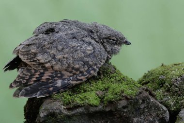 Yosun kaplı bir yerde dinlenen bir gece kavanozu. Bu kuşun bilimsel adı Caprimulgus affinis..